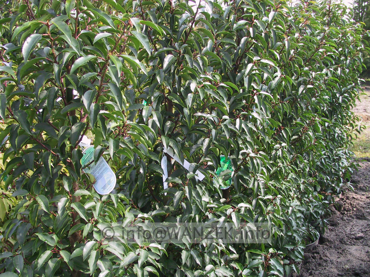 Prunus lusitanica Angustifolia - Hecke 01.JPG